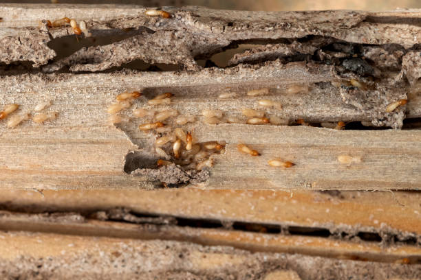 Spider Control Near Me in Biglerville, PA